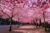 15 most beautiful flower paths in the world