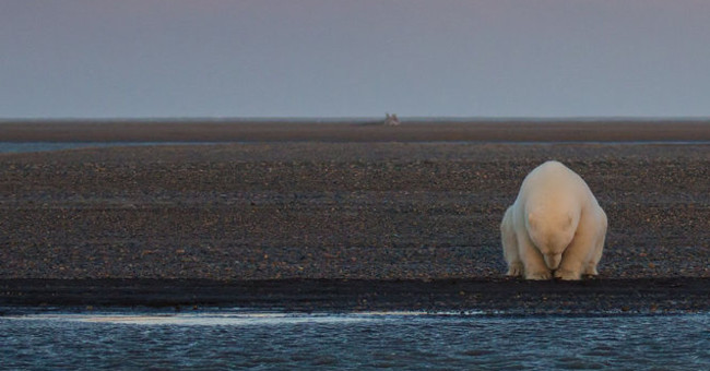 15 photos won the 2016 Nature Photographer Award