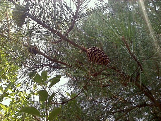 1/5 species of plants in the world are about to become extinct