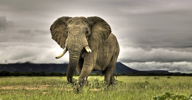 15 world's largest animals