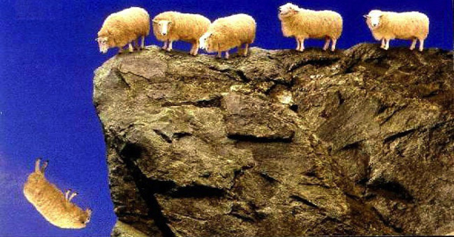 1,500 sheep suddenly mass suicide - 13 years of mystery still has no solution