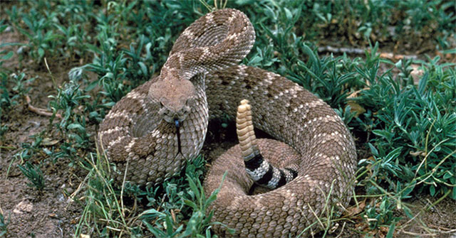 1500 years ago, some people ate live rattlesnakes, went to the toilet to remove snake canines