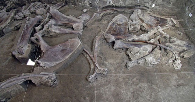 15,000-year-old mammoth trap discovered in Mexico
