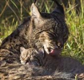 1/6 Mediterranean mammals are facing extinction