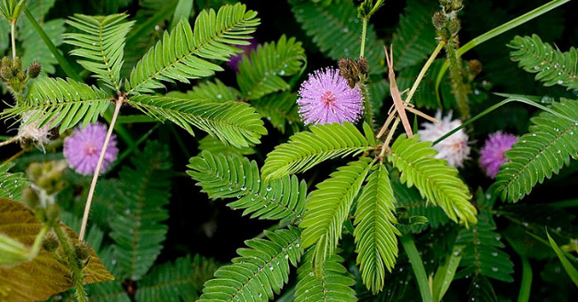 16 natural remedies for insomnia