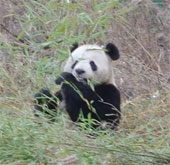 1600 pandas face threats from horses