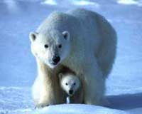 16,000 species face extinction