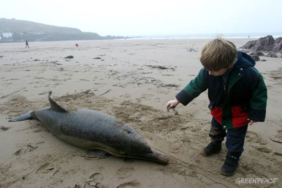 17 dolphins die from stranding