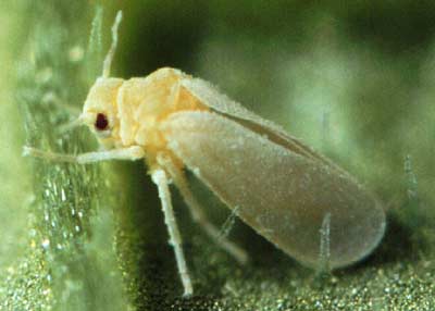 18 most dangerous invasive invertebrate species in the world