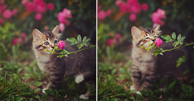 18 nuances reward unexpectedly romantic flowers of animals