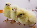 18-month-old boy in Thailand infected with bird flu