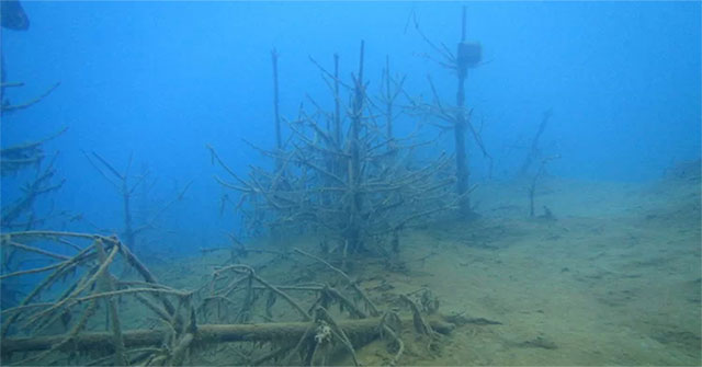 19 million year old wood discovered on the bottom of the sea
