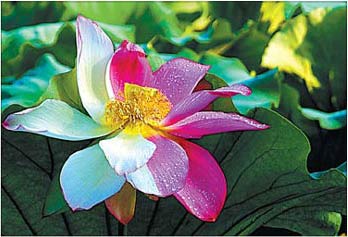 2 color lotus
