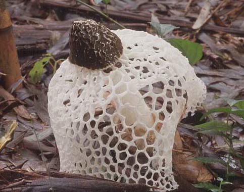 2 new fungal species in Nam Cat Tien