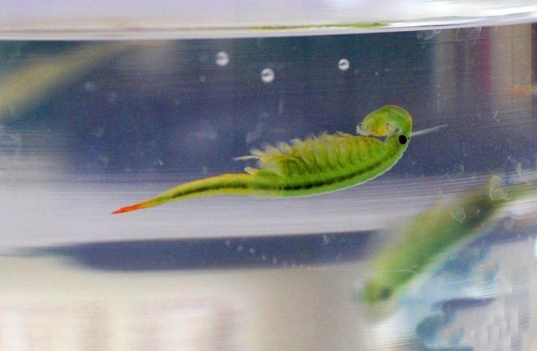 2 rare ancient animals have just re-exported