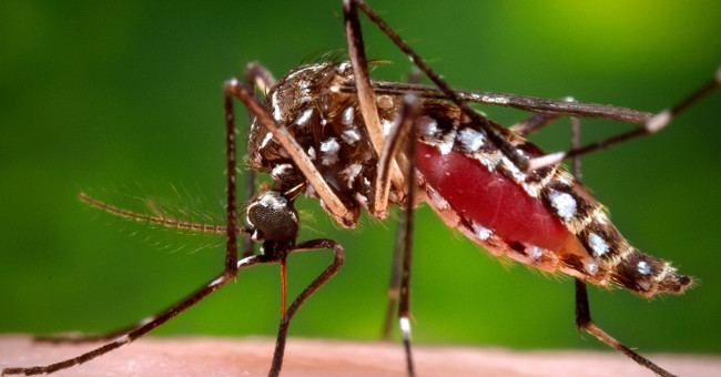 2 times of the day you need most attention when dengue fever is booming
