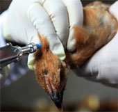 20 people died from H7N9 in China