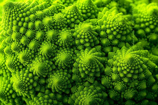 20 species of plants with fantasy geometric patterns that fascinate you