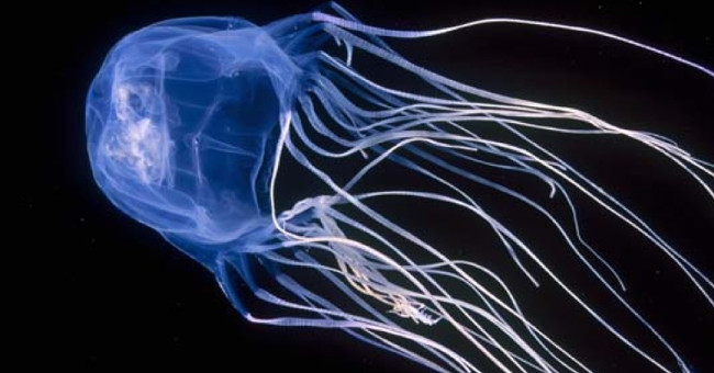 20 world's most dangerous creatures lethal in a split second (part 1)