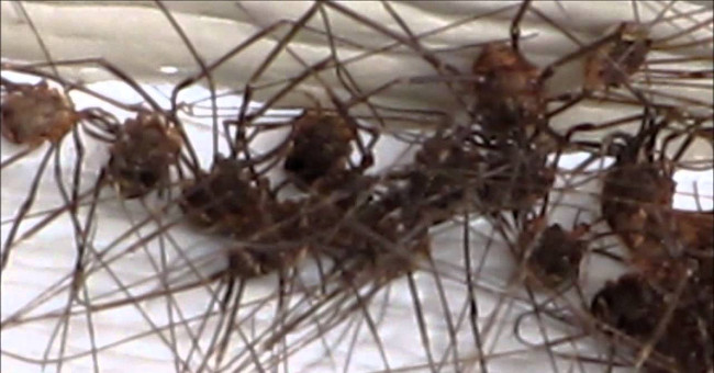 200 billion long-legged spiders are about to spread across the UK