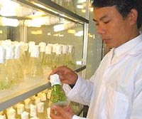 200 varieties of artificial plants