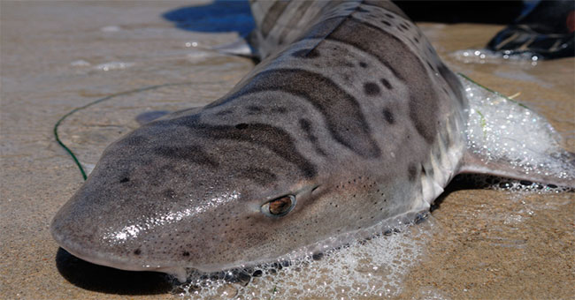 2,000 brain-eating sharks, drifting to the US coast