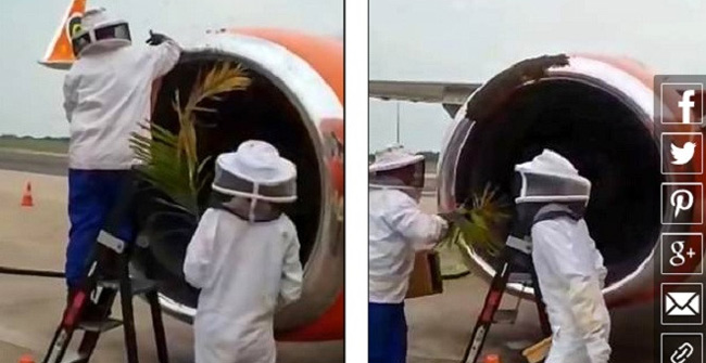 20,000 bees make 3 flights not take off
