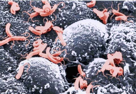 2005 Biomedical Nobel Prize - A realm goes back to bacteria