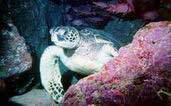 2006: International Year of Sea Turtles