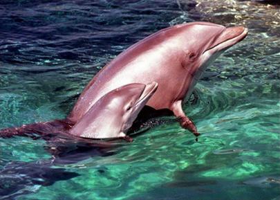 2007 will be the Year of the Dolphin