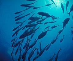 2009: Source of tuna may decrease by 37% due to warming of the Earth