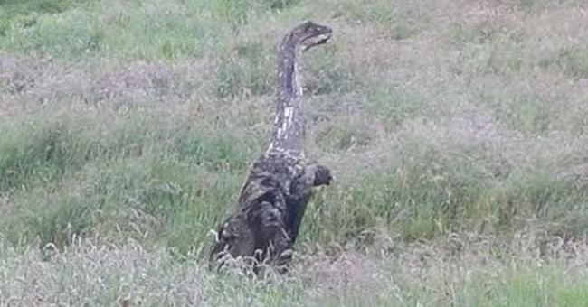 200km away from Loch Ness monster monster 'home'