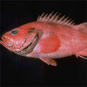 200-year-old fish in America
