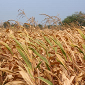 2012 is one of the 10 hottest years
