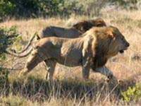 2016: there may be no more African lions