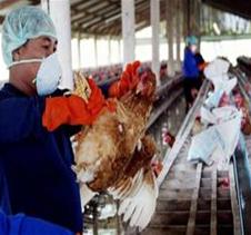 205 communes and wards have bird flu
