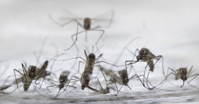 2.2 billion people live in risk areas into Zika outbreak
