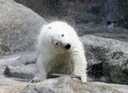 2/3 polar bears will disappear