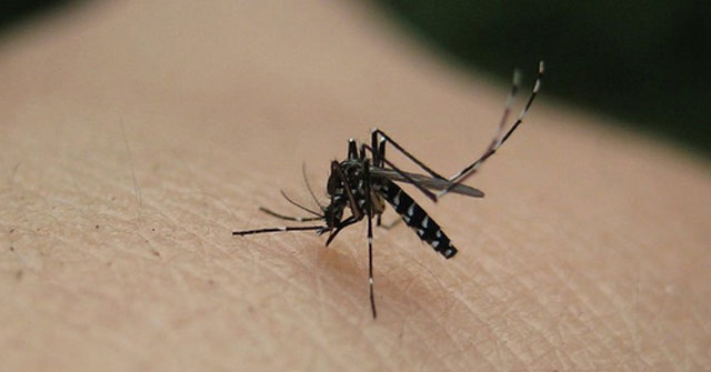 240 mosquitoes compressed in cylinder tubes still do not die, waiting for the day to spread the destruction to the species