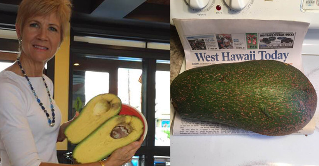 2.4kg avocado fruit can break the world record in Hawaii