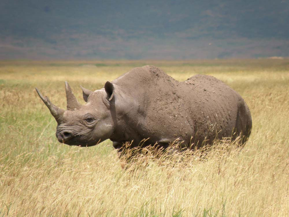 25% of mammals are at risk of extinction