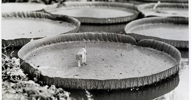 25 pictures of 'forgotten' impressive lives by National Geographic