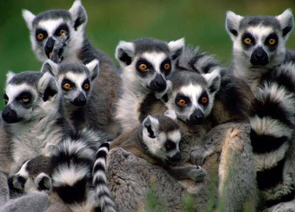 25 precious primate species in Asia, Africa is about to disappear