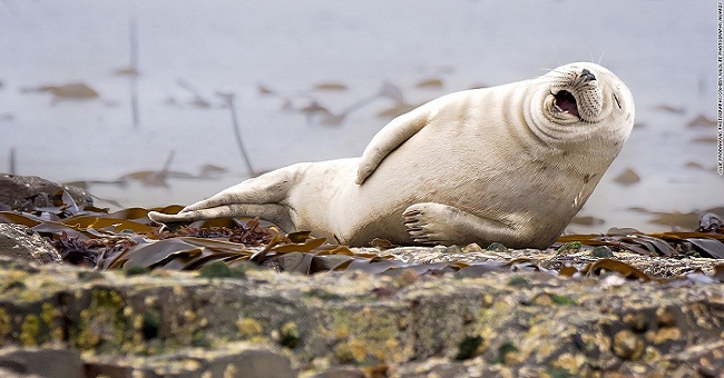 25 super funny moments of wild animals