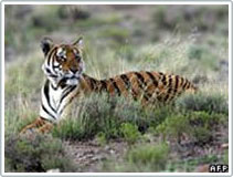 25 years, the number of tigers in the world halved