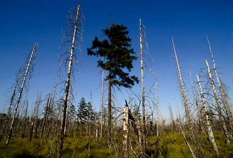 250 million years ago, volcanoes erased the entire Earth Forest