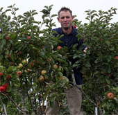 250 varieties of apples grow together on a tree