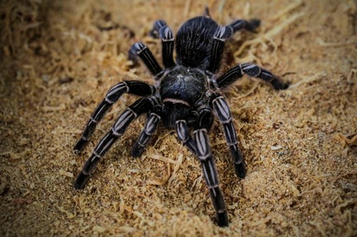 25,000 poisonous spiders entered Australia's city