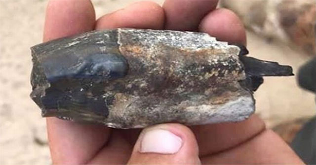 26 million years old fossil discovered by ancient killer pigs