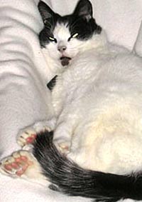 26-finger cat
